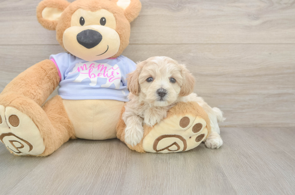 5 week old Maltipoo Puppy For Sale - Premier Pups