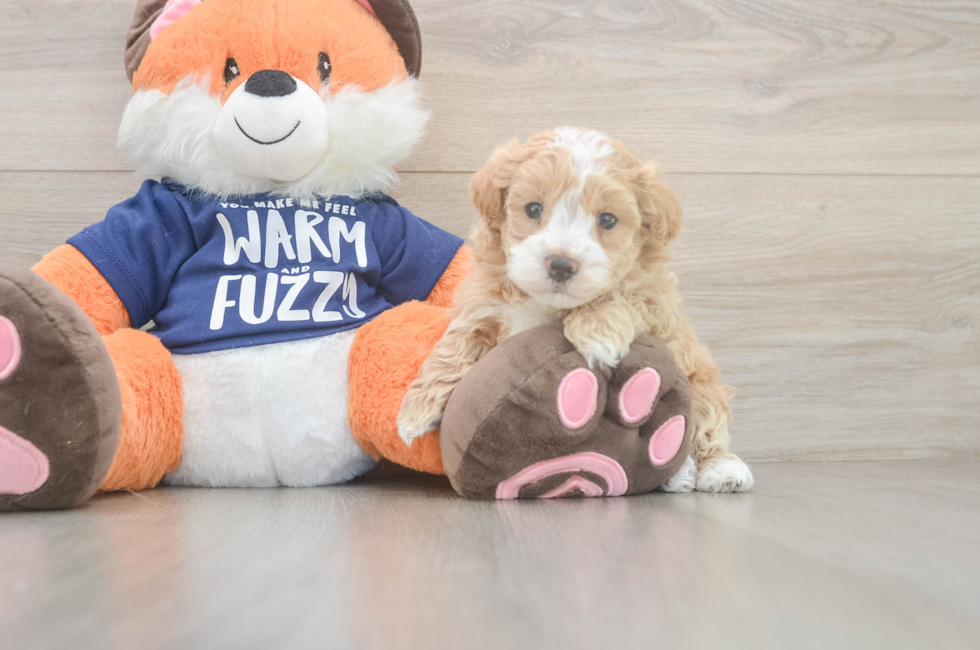 5 week old Maltipoo Puppy For Sale - Premier Pups