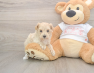 9 week old Maltipoo Puppy For Sale - Premier Pups