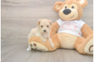 Best Maltipoo Baby