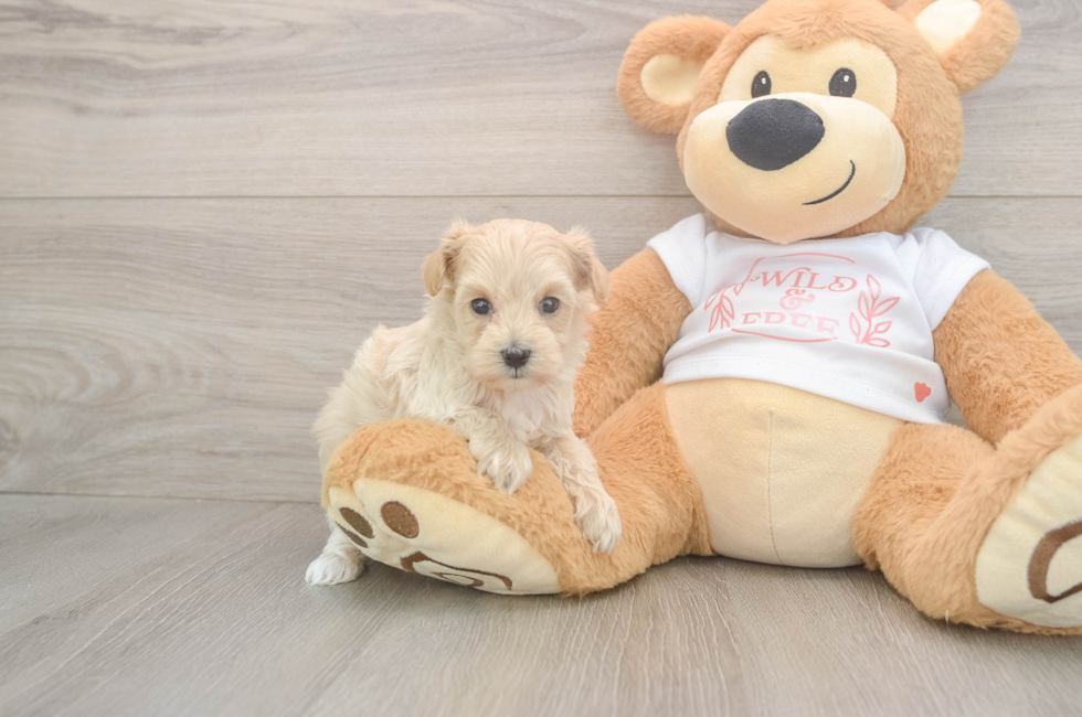 5 week old Maltipoo Puppy For Sale - Premier Pups