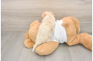 Funny Maltipoo Poodle Mix Pup