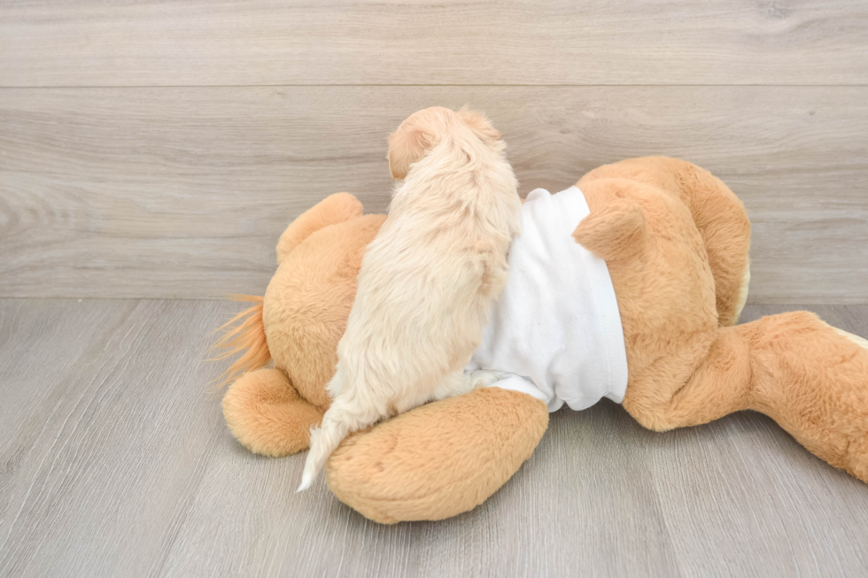 Funny Maltipoo Poodle Mix Pup