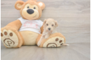 Hypoallergenic Multipoo Poodle Mix Puppy
