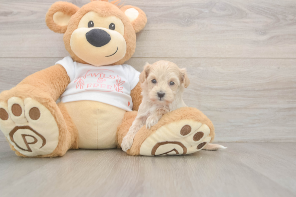 Hypoallergenic Multipoo Poodle Mix Puppy
