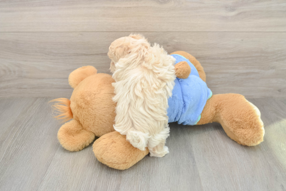 Playful Maltepoo Poodle Mix Puppy