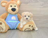 9 week old Maltipoo Puppy For Sale - Premier Pups