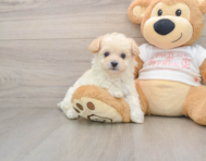 8 week old Maltipoo Puppy For Sale - Premier Pups