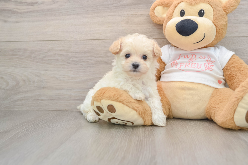 Maltipoo Pup Being Cute