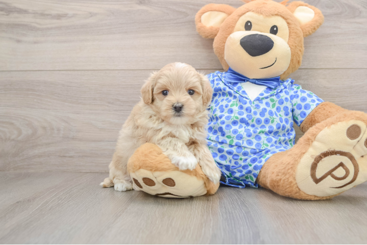 Small Maltipoo Baby