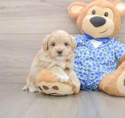 7 week old Maltipoo Puppy For Sale - Premier Pups