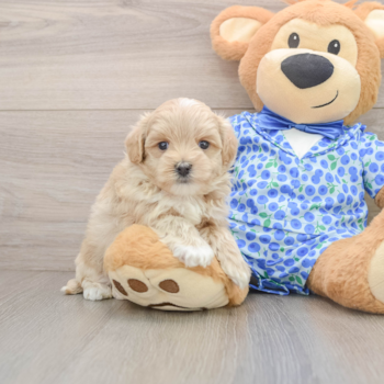 Small Maltipoo Baby