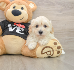 8 week old Maltipoo Puppy For Sale - Premier Pups