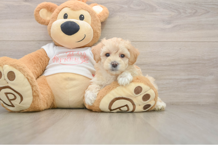 Hypoallergenic Malt Oodle Poodle Mix Puppy