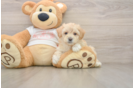 Hypoallergenic Malt Oodle Poodle Mix Puppy