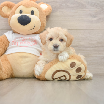 Hypoallergenic Malt Oodle Poodle Mix Puppy