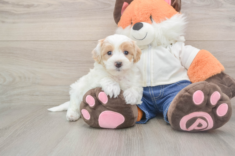 Best Maltipoo Baby
