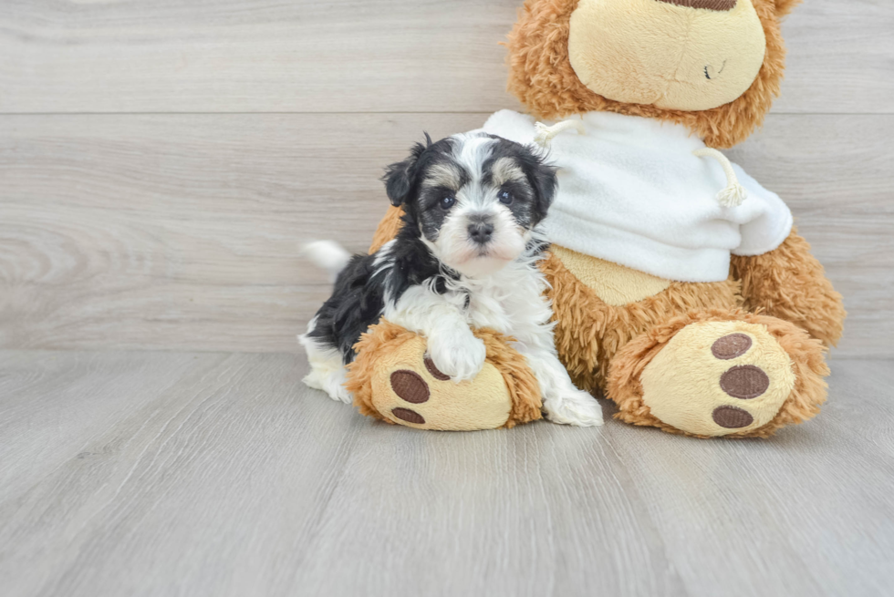 Playful Maltese Poodle Poodle Mix Puppy