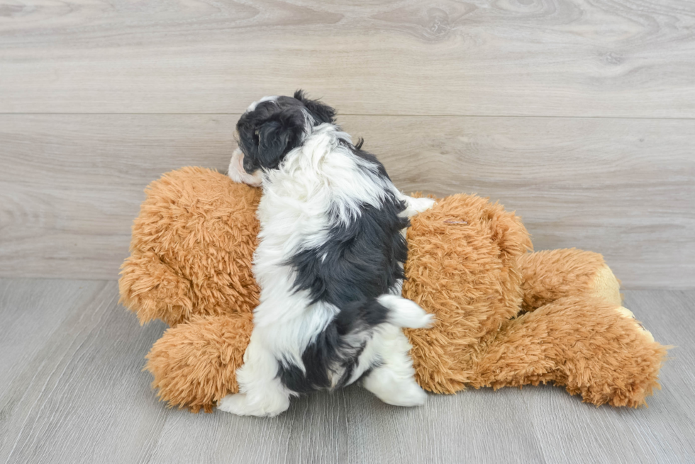 Sweet Maltipoo Baby