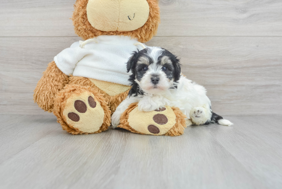 Energetic Maltepoo Poodle Mix Puppy