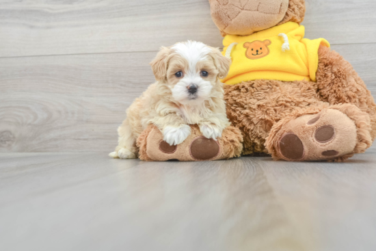 Best Maltipoo Baby