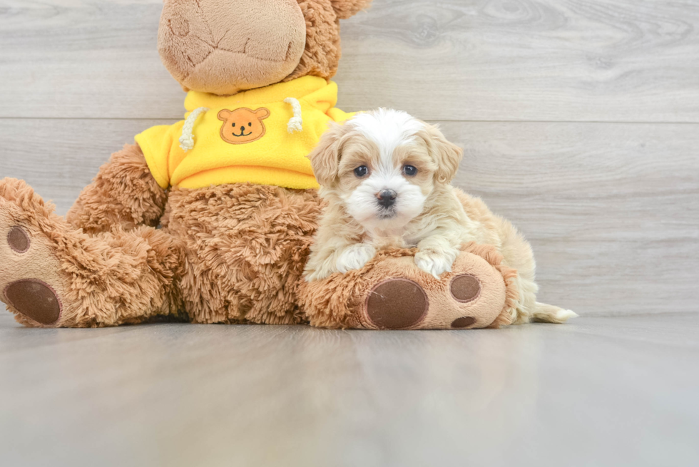 Friendly Maltipoo Baby