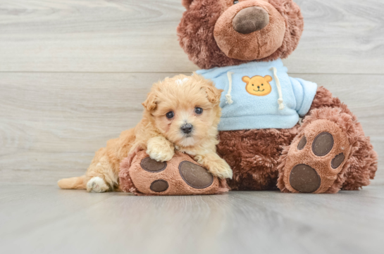 Happy Maltipoo Baby