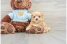 Maltipoo Puppy for Adoption