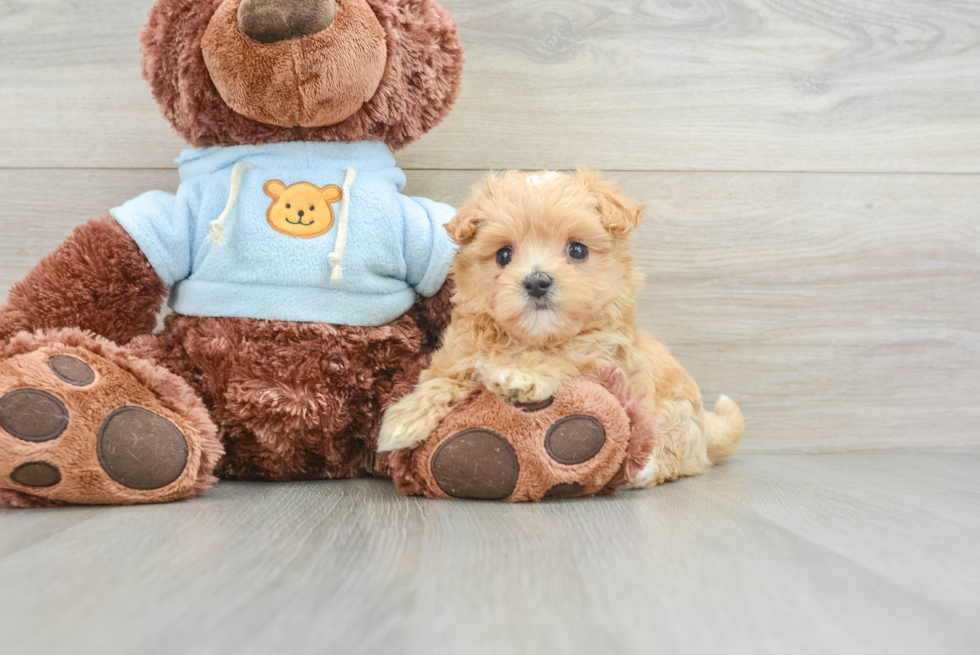 Maltipoo Puppy for Adoption