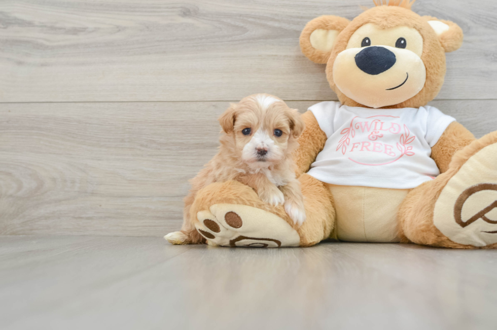 5 week old Maltipoo Puppy For Sale - Premier Pups