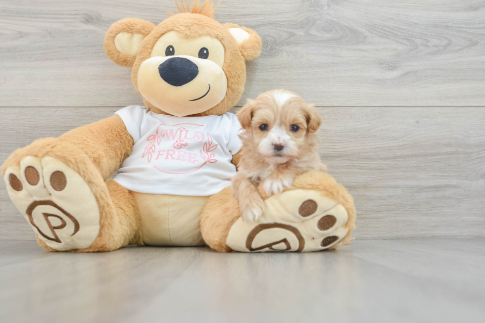 Sweet Maltipoo Baby