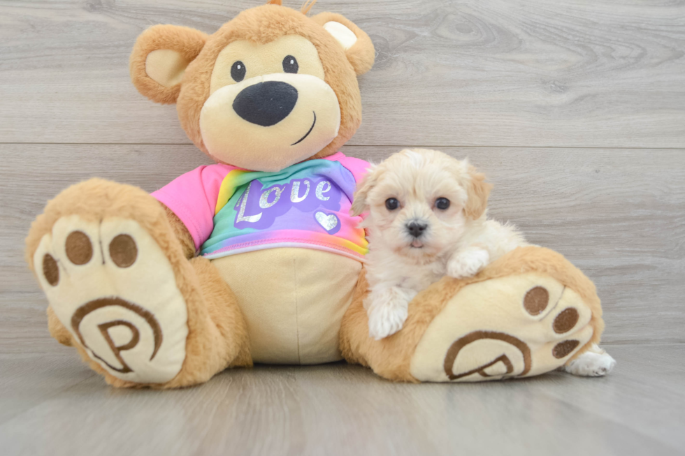Best Maltipoo Baby