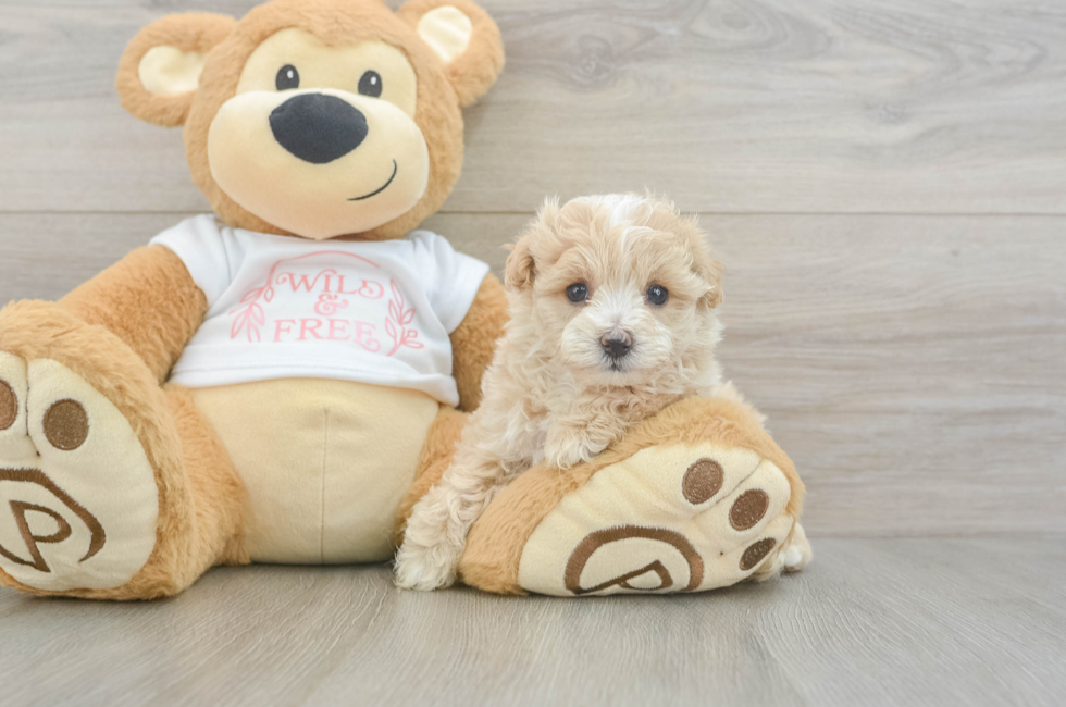 5 week old Maltipoo Puppy For Sale - Premier Pups