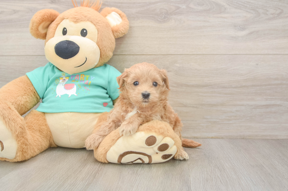 6 week old Maltipoo Puppy For Sale - Premier Pups