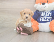 7 week old Maltipoo Puppy For Sale - Premier Pups