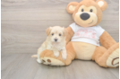 Maltipoo Pup Being Cute