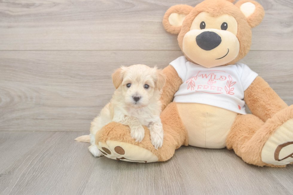 Maltipoo Pup Being Cute