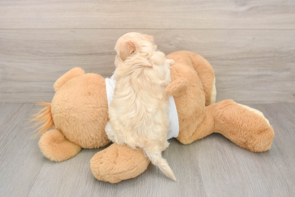 Best Maltipoo Baby