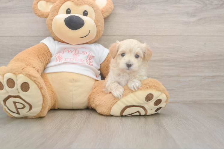Maltipoo Pup Being Cute