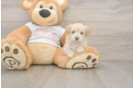 Maltipoo Pup Being Cute