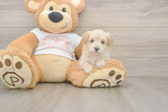 Maltipoo Pup Being Cute