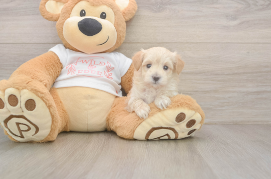 Maltipoo Pup Being Cute