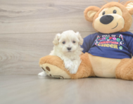 7 week old Maltipoo Puppy For Sale - Premier Pups