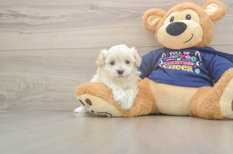 5 week old Maltipoo Puppy For Sale - Premier Pups