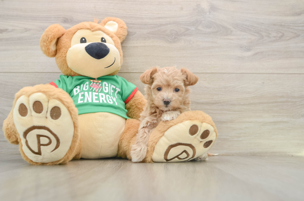 5 week old Maltipoo Puppy For Sale - Premier Pups