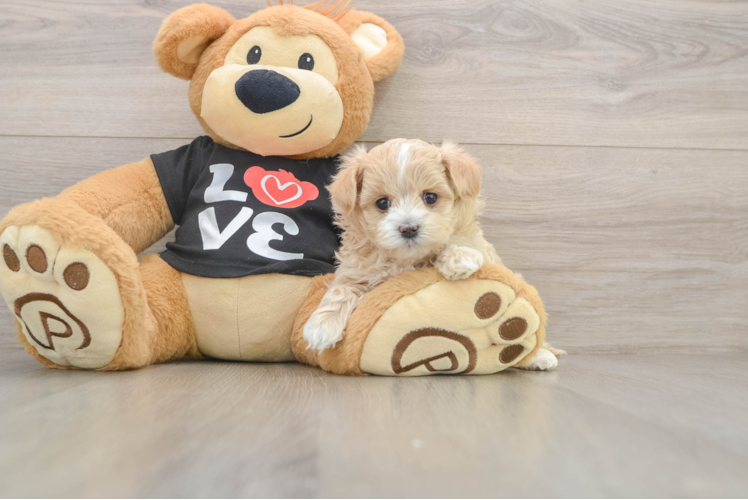 Playful Maltepoo Poodle Mix Puppy
