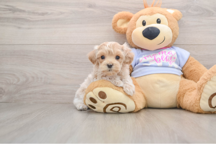 Adorable Maltidoodle Poodle Mix Puppy