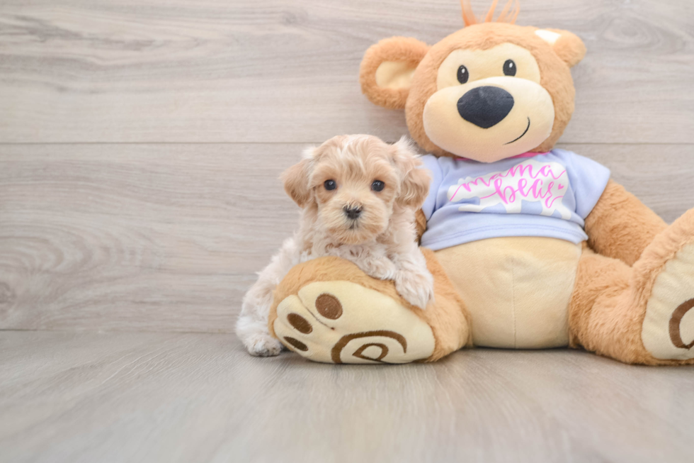 Adorable Maltidoodle Poodle Mix Puppy