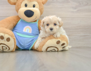 8 week old Maltipoo Puppy For Sale - Premier Pups