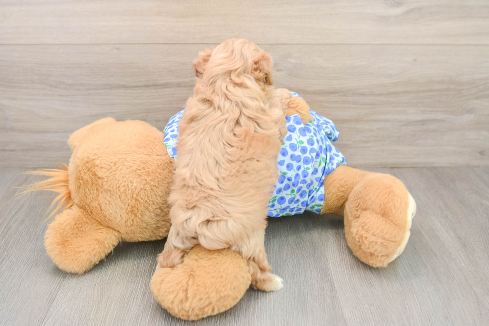 Best Maltipoo Baby